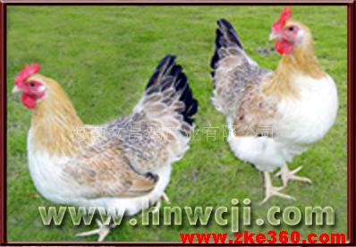 海南文昌鸡产业有限公司;; 产品名称:海南文昌鲜活鸡和冰鲜鸡; 金荔园