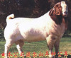 畜牧局研究所供应纯种波尔山羊小尾寒羊白山羊