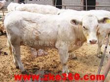 山东顺鑫牧业集团销售夏洛莱种牛