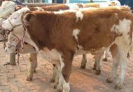 东北最大的黄牛交易市场 供应西门塔尔等改良黄牛