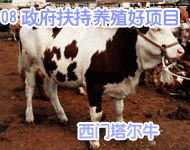 供应山东改良牛 育肥牛犊 肉牛养殖前景