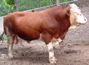 山东肉牛价格肉牛养殖 肉牛行情肉牛市场