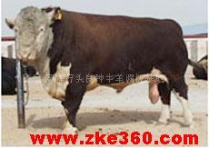 山东肉牛养殖场 肉牛价格中国肉牛网 求购肉牛