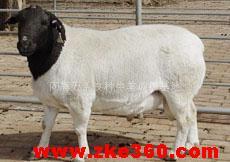肉羊生产技术肉羊养殖肉羊的品种