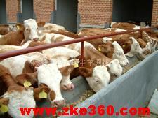 波尔山羊 山羊价格 肉羊养殖行情 肉牛养殖场 肉牛养殖前景