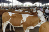 鑫广牧业现急售300-600的肉牛犊