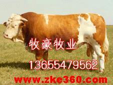 肉牛价格 肉牛 肉牛养殖场 山东养牛场