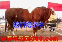 肉牛养殖 肉牛价格 中国肉牛网 中国养殖