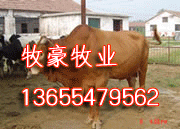 中国养牛基地 山东养牛场 最大的养牛基地