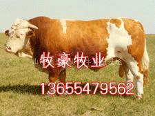 肉牛价格 中国养牛基地 山东养牛场 湖南养牛场