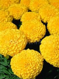 萬壽菊花種