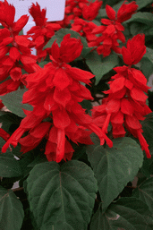 一串紅花種