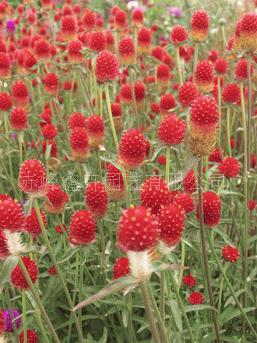 千日红花种