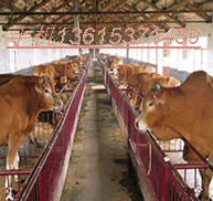供应肉牛养殖/肉牛价格/肉牛养殖技术肉牛价格行情 批发价格