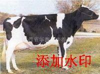 奶牛犊 小奶牛 牛犊 黑白花奶牛
