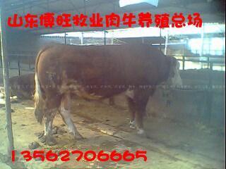 福建肉牛养殖福州肉牛莆田肉牛南平肉牛宁德肉牛养殖场博旺牧业牛羊