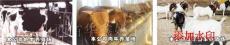 荷斯坦奶牛犊 西门塔尔牛犊 利木赞牛犊