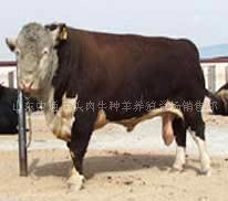 小公牛犊 湖南肉牛 养殖西门塔尔 牛犊