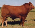 山东齐发肉牛养殖场-肉牛养殖技术-肉牛繁殖调拨基地