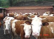 旭旺牧业养殖基地 供应肉牛 种羊繁育基地