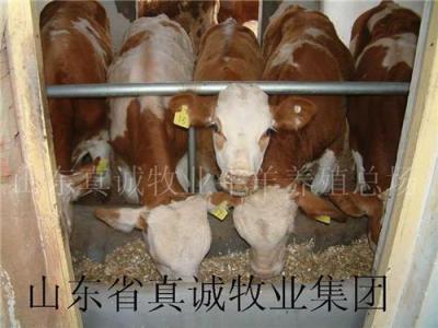 优质牛羊肉牛犊育肥牛羊育肥小公牛