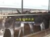 肉驴饲养及育肥的基本方法 壮大肉驴产业洪顺牧业