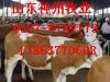 改良肉牛 肉牛价格 肉牛-山东肉牛养殖场
