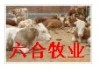 改良肉牛肉羊出售山东六合牧业养殖总场波尔山羊