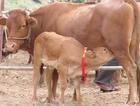 济宁肉牛养殖济宁肉牛养殖基地日照肉牛养殖基地