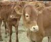 山东神州牧业供应肉牛肉驴肉羊肉牛养殖肉牛养殖基地