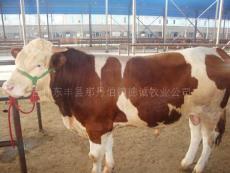 中國肉牛網東北改良肉牛基地西門塔爾牛價格吉林肉牛品種