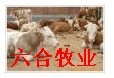 牛羊技术山东六合牧业养殖总场 改良肉牛羊波尔山羊