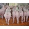 长期供应苗猪20-80斤