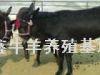 肉牛价格养殖肉牛 肉驴 肉羊 种羊 技术配种方法