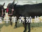 肉牛价格养殖肉牛 肉驴 肉羊 种羊 技术配种方法