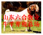 牛羊牧业山东六合牧业养殖总场 肉牛羊肉驴