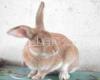 肉兔养殖场-山东嘉祥种兔獭兔肉兔养殖场