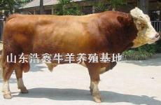 最新架子牛育肥价格-育肥精料配方-种牛-肉牛品种介绍