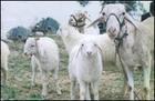 牛羊技术山东六合牧业养殖总场