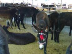2010年肉驴养殖项目短期育肥技术 养殖肉驴行情怎样浩鑫牧业