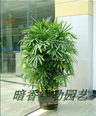 室内植物出租公司 杭州盆景租赁公司 杭州花卉租摆公司