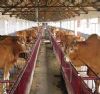 供应改良肉牛 育肥牛 架子牛 科学养殖技术