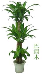 杭州植物租赁公司杭州植物租摆公司杭州植物出租公司