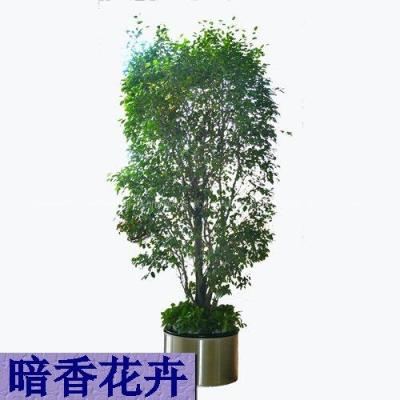 杭州植物租赁 /摆放 杭州花卉租摆 办公室植物租摆