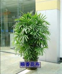 杭州绿化养护公司 杭州盆景盆栽 杭州花草公司租赁植物