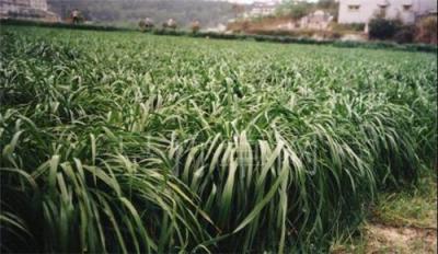 江西黑麥草 江西四倍體黑麥草 江西新型皇竹草