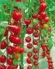 蔬菜种子 番茄种子----红雪美人果F1