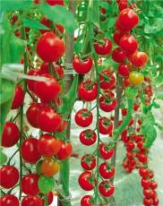蔬菜种子 番茄种子----红雪美人果F1