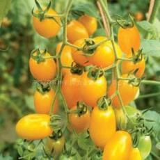 蔬菜种子 番茄种子-黄金颗粒