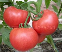 蔬菜种子 番茄种子-中粉8号